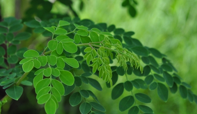 Aromatic Leaves